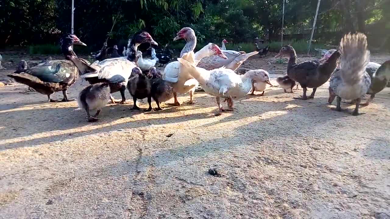 Hungry African Ducks On Farm