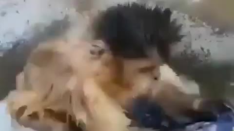 Very funny the monkey who knows how to wash clothes.