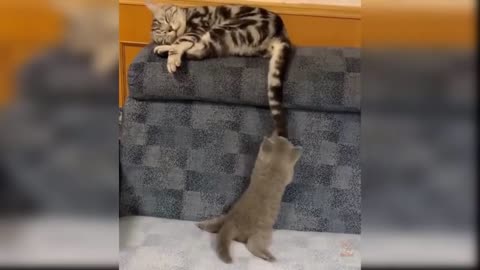 Funny Cats, THEY ARE CRAZY