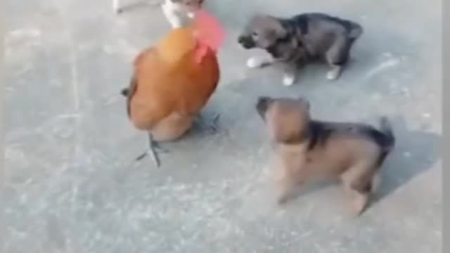 Funny videos 🐔 chicken and Dog🐕