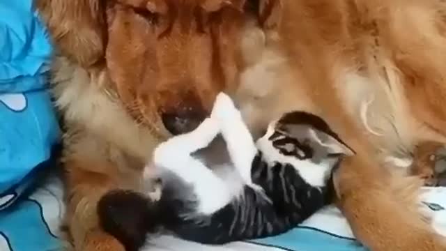 Dog and cat are friends