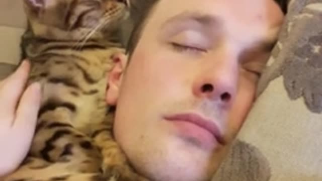 India Kitten Adorably Snuggles With His Human Dad