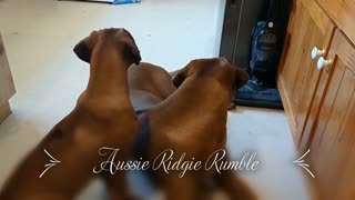 Short Aussie Ridgie Rumble Intro