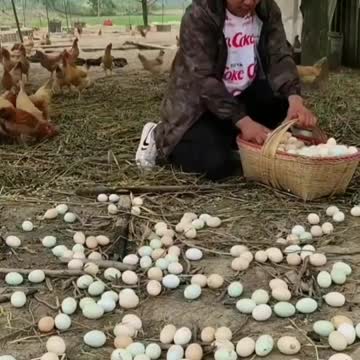 Chickens that have laid a lot of eggs🐣
