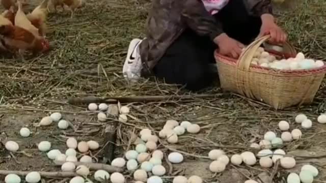 Chickens that have laid a lot of eggs🐣