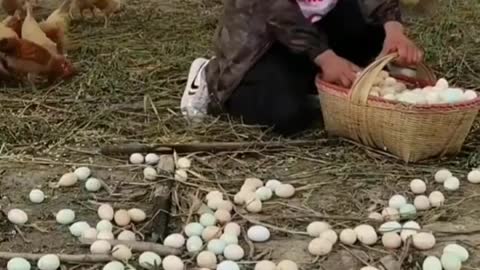 Chickens that have laid a lot of eggs🐣