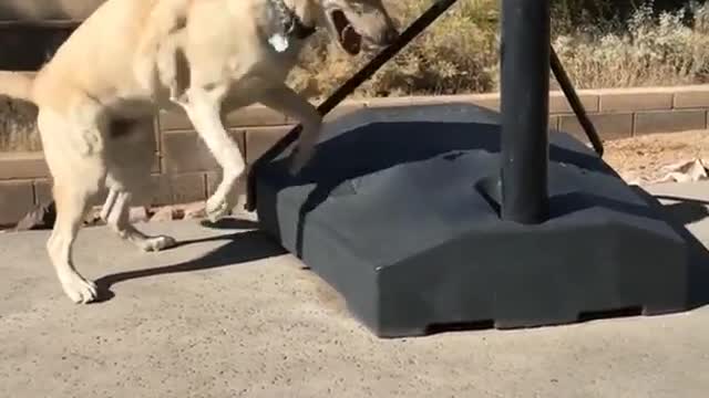 Large tan dog jumps and scratches basketball stand outside