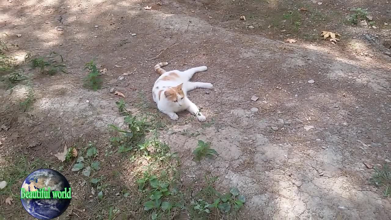 The cat is resting | funny cat | Playful cat | cats | most popular cat video | popular cat video