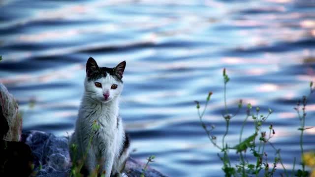 Animal Cat Near The Sea