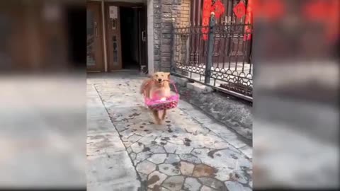 Funny dog vodeo