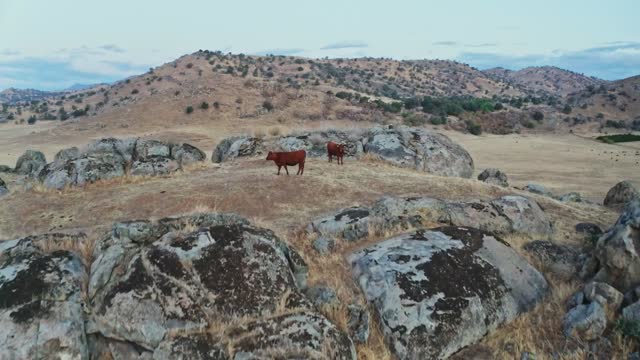 Chilled cow and sand rock , with music