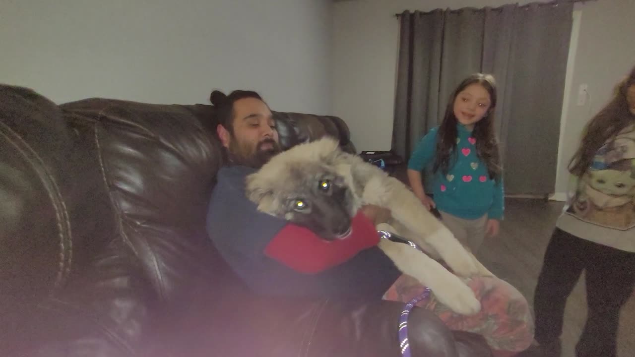 Pixie's 13th Day With Drew - Caucasian Ovcharka Dog - Caucasian Shepherd