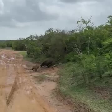 Leopard hunting 😱😱😱