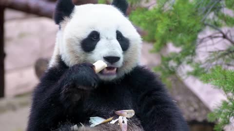 #BIG PANDA# ENJOYING HIS MEAL#