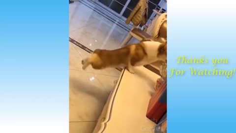 Cute cat and dog funny video