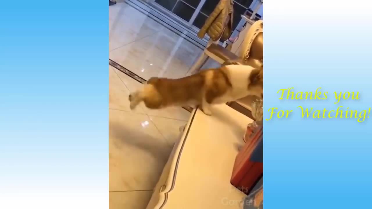 Cute cat and dog funny video