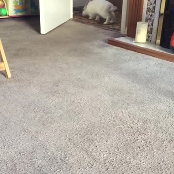Rabbit Pet Wondering Around the House In Speed