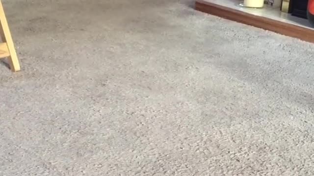 Rabbit Pet Wondering Around the House In Speed