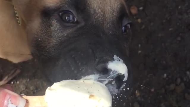 messy pups enjoying a ice cream on there walk