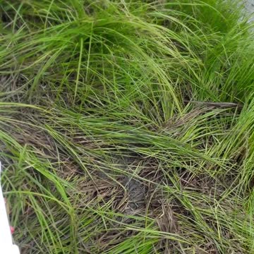 Kenai River dip netting for Red Salmon, blowing and rainy day. 7/19/22