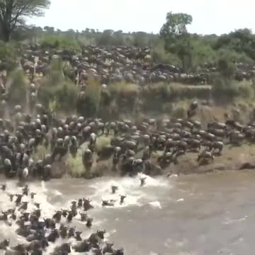 Struggling for survival