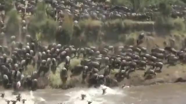 Struggling for survival