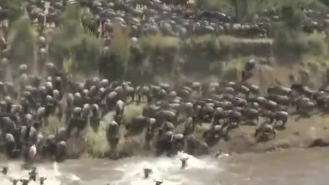 Struggling for survival