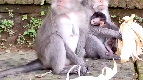 SANGEH MONKEY FOREST BALI