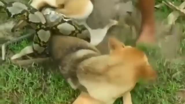 These brave children decided to tackle a snake trying to hunt and kill a dog