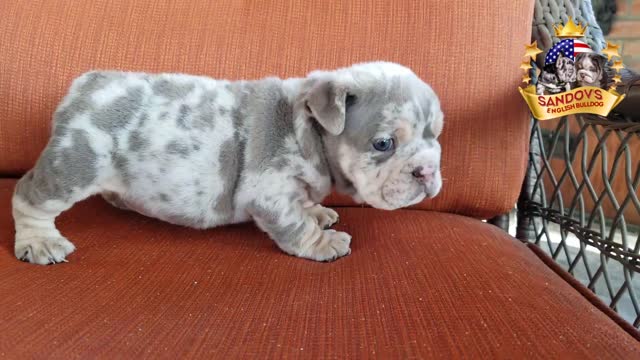 Lilac Tri Merle Boy English Bulldog Puppy