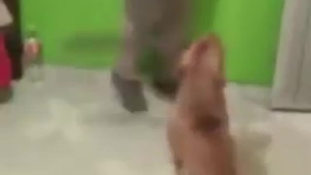 Dog uses a machete to try to cut a man