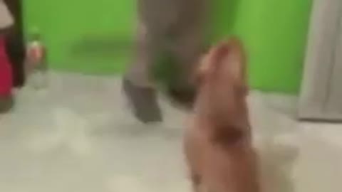 Dog uses a machete to try to cut a man