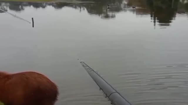 Wait for me mummy! Capybara Baby