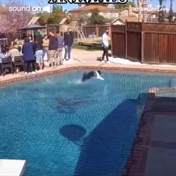 EPIC FUNNY ANIMALS PT2 #animals #funnyanimals #viral #tiktoker #foryoupuge #fyp