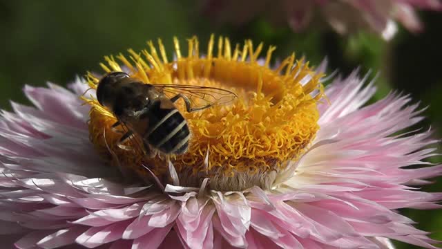 Bee on nature