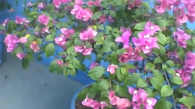 Lindo vaso com flores roxas de primavera em um prédio, são bonitas [Nature & Animals]