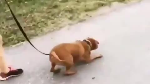 Dog Happy To Go For Walk