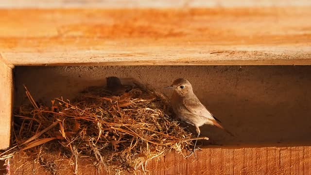 How do birds build their homes?