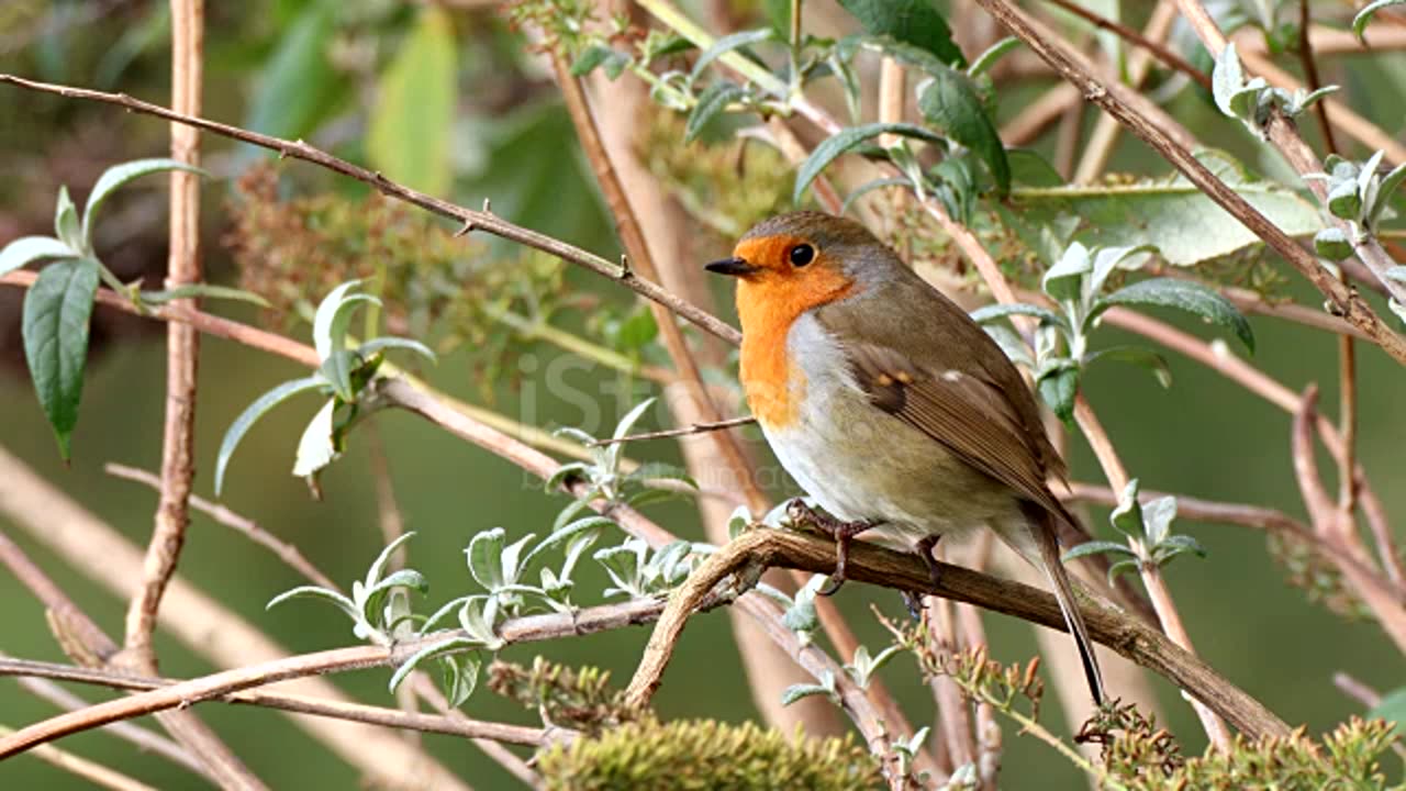 Melodious bird