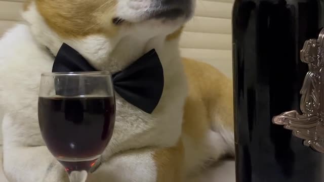 Elegance never goes out of style. Koji and his dog are drunk and cute