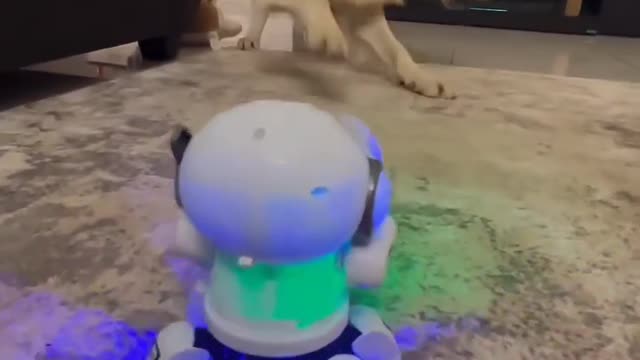 Dog dancing in home with toy