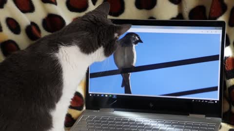 Cat trying to catch a birds inside of laptop.