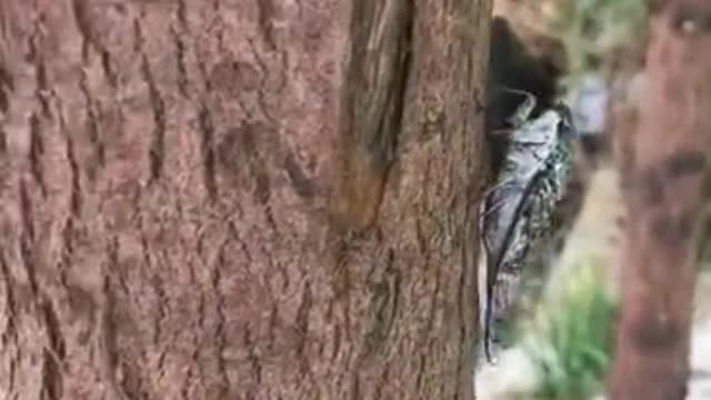 The cricket is in the tree.
