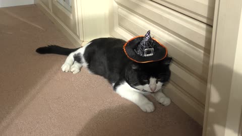 Gatos muestran sus adorables trajes de Halloween