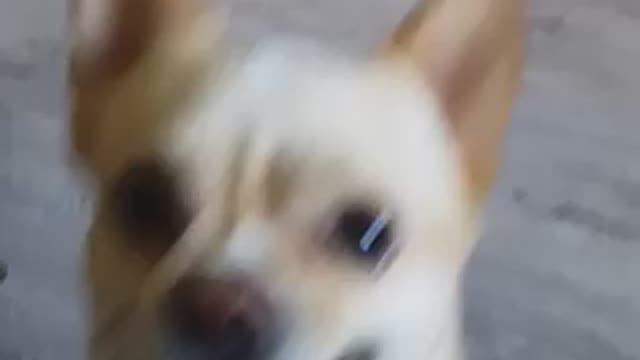 Dogy my girlfriend