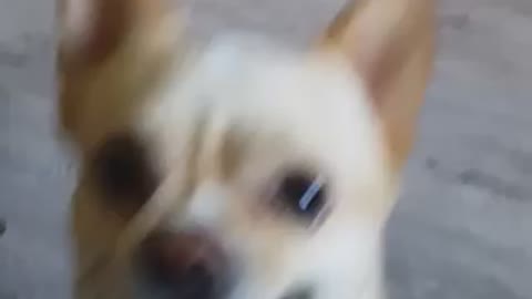 Dogy my girlfriend