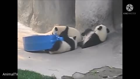 Panda new video fanny
