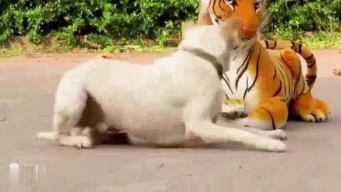 funny animal