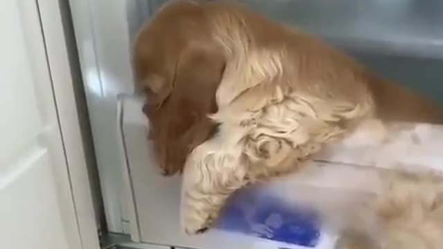 Dog Sleeping in The Fridge from the Summer Heat