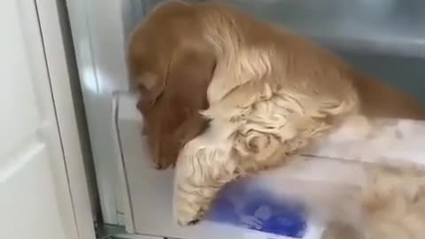 Dog Sleeping in The Fridge from the Summer Heat